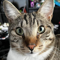 Franklin - real life